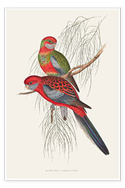 Wall print  Tropical Parrots III - John Gould