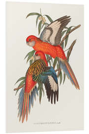 Foam board print Tropical Parrots I