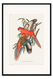 Gerahmter Kunstdruck Tropische Papageien I