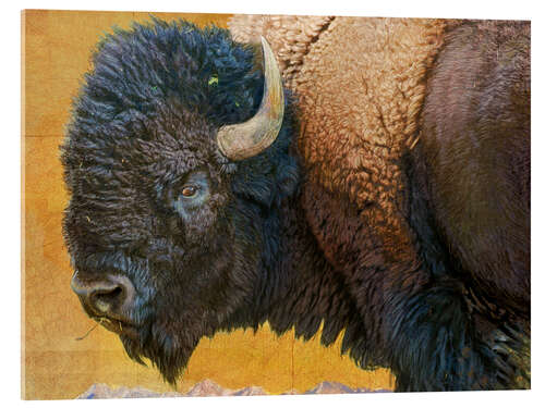 Acrylic print Bison Portrait III