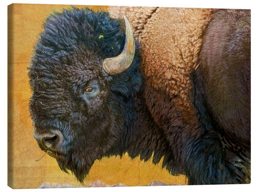 Canvas print Bison Portrait III