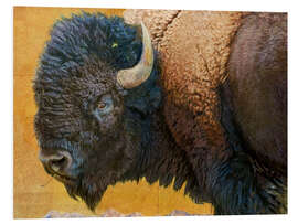 Foam board print Bison Portrait III