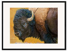 Framed art print Bison Portrait III