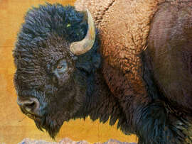 Magnettafel Bison-Porträt III