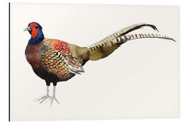 Aluminium print Pheasant II