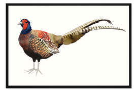 Gerahmter Kunstdruck Fasan II