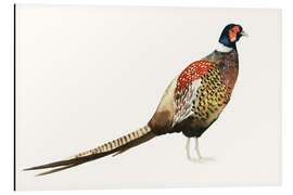 Aluminium print Pheasant I