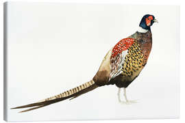 Canvas print Pheasant I