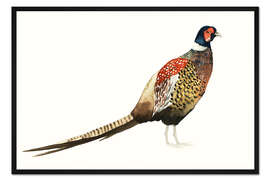 Gerahmter Kunstdruck Fasan I