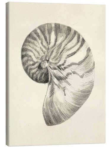 Canvas print Nautilus