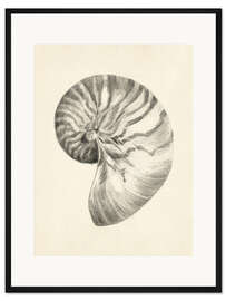 Gerahmter Kunstdruck Nautilus