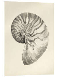 Gallery print Nautilus