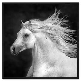 Gerahmter Kunstdruck Pferde IV