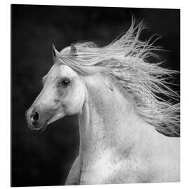 Magnettafel Pferde IV