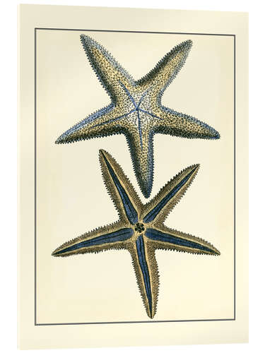 Acrylic print Antique Blue Starfish I