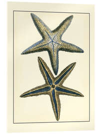 Akrylbillede Antique Blue Starfish I - Vision Studio