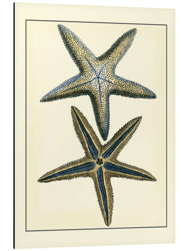 Aluminium print Antique Blue Starfish I