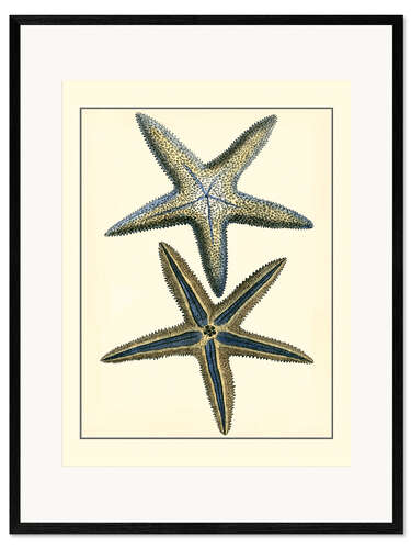 Plakat artystyczny premium w ramie Antique Blue Starfish I