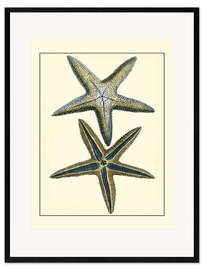 Framed art print Antique Blue Starfish I