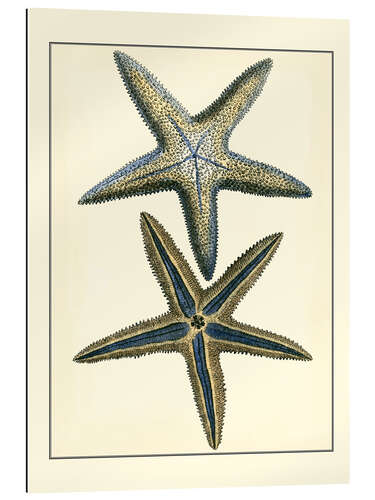 Quadro em plexi-alumínio Estrela do mar azul antiga eu