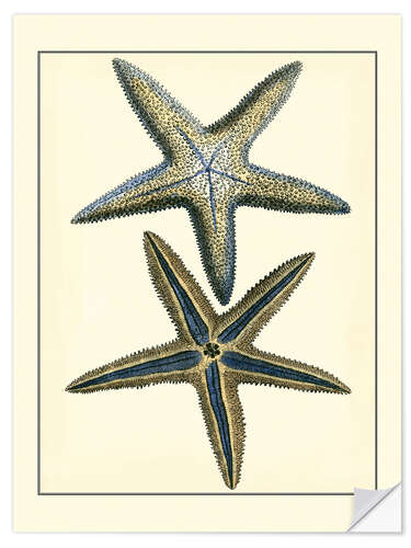 Selvklæbende plakat Antique Blue Starfish I