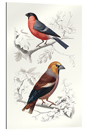 Gallery print Birds IV