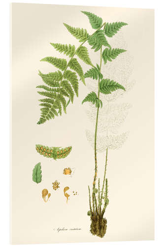 Akryylilasitaulu Ferns I