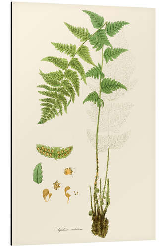 Aluminium print Ferns I