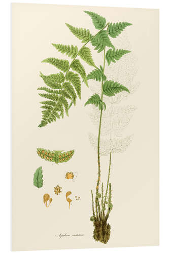 PVC-tavla Ferns I