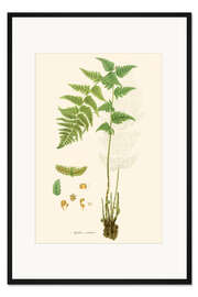 Gerahmter Kunstdruck Farne I