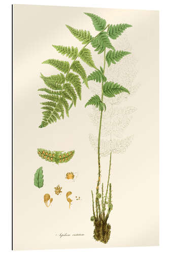 Gallery print Ferns I