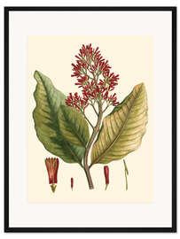 Gerahmter Kunstdruck Botanisches II