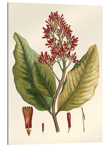 Galleriprint Botanical II