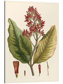 Magnettafel Botanisches II