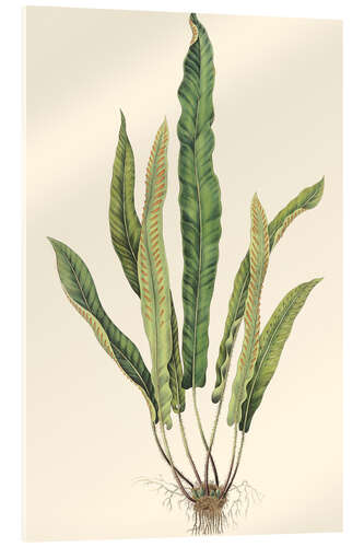Akryylilasitaulu Ferns IV