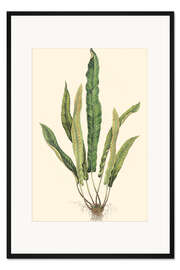 Gerahmter Kunstdruck Farne IV