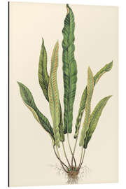 Magnettafel Farne IV