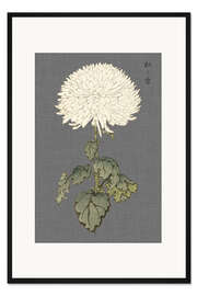 Gerahmter Kunstdruck Weiße Chrysantheme II
