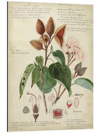 Magnettafel Botanik V