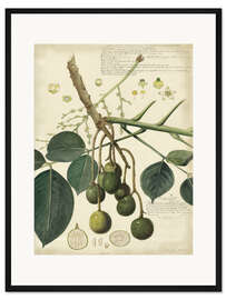 Gerahmter Kunstdruck Botanik VI