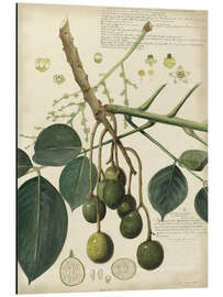 Magnettafel Botanik VI