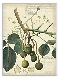 Poster Botanica VI