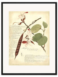 Gerahmter Kunstdruck Botanik III