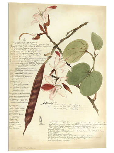 Gallery print Botany III