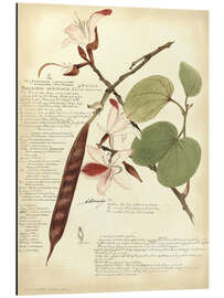 Magnettafel Botanik III