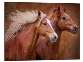 Tableau en plexi-alu Chevaux de race