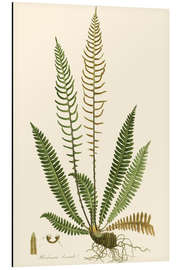 Aluminium print Ferns III