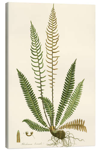 Lærredsbillede Ferns III