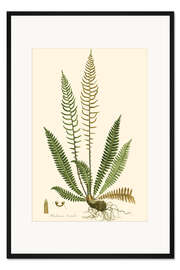 Gerahmter Kunstdruck Farne III