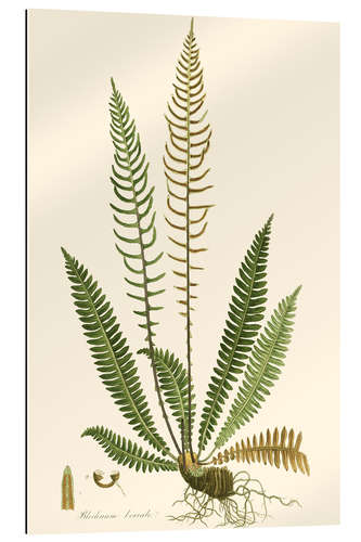 Gallery print Ferns III